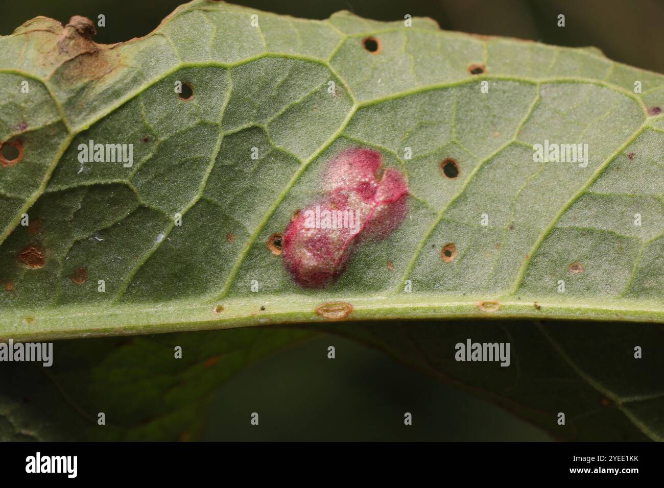 Water Reed Rust Identification reed rust (Puccinia phragmitis Stock Photo - Alamy