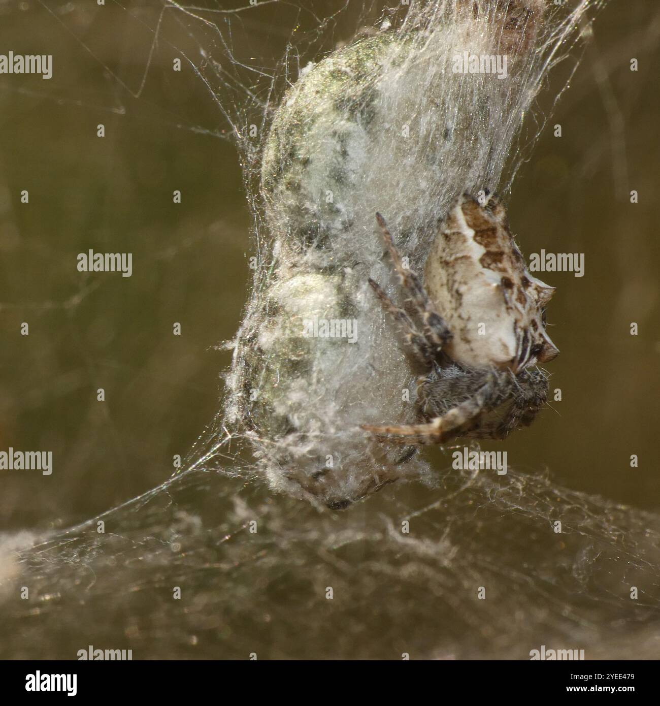 Tropical tent web spider hi-res stock photography and images - Alamy