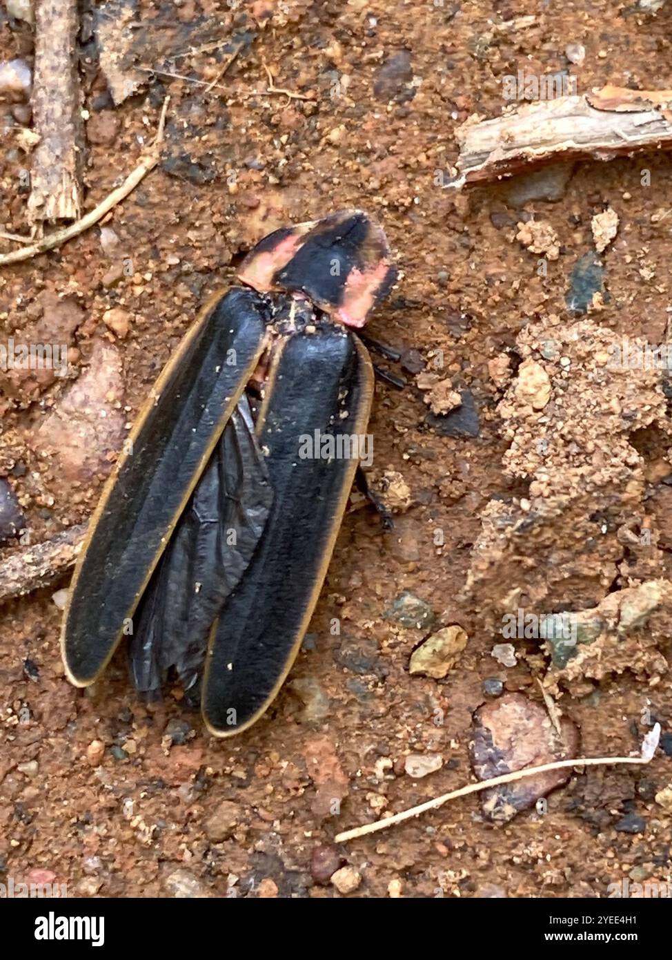 Spring Tree-Top Flasher (Pyractomena borealis Stock Photo - Alamy