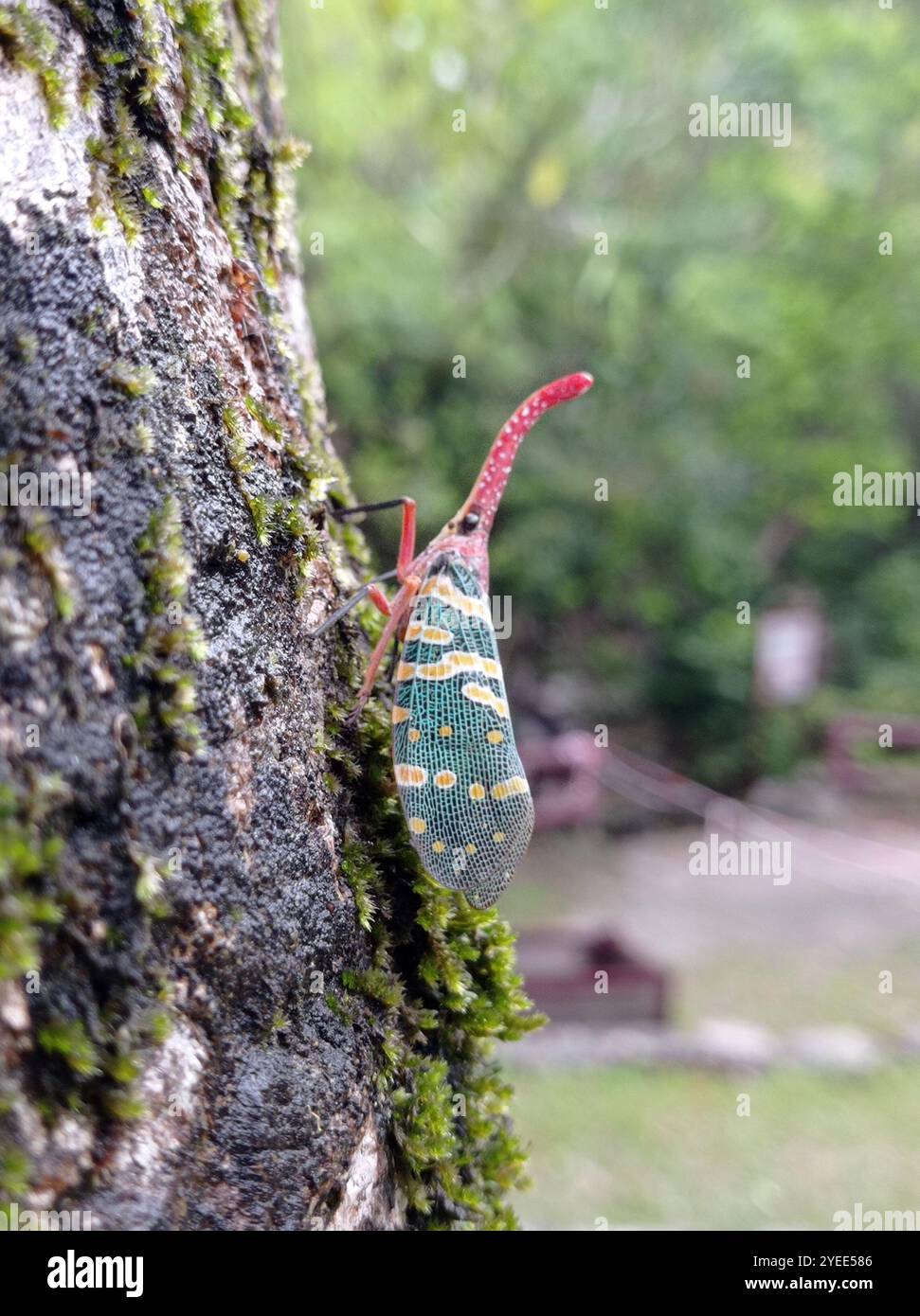 Pyrop Laternbug Pyrops candelaria hi-res stock photography and images - Alamy