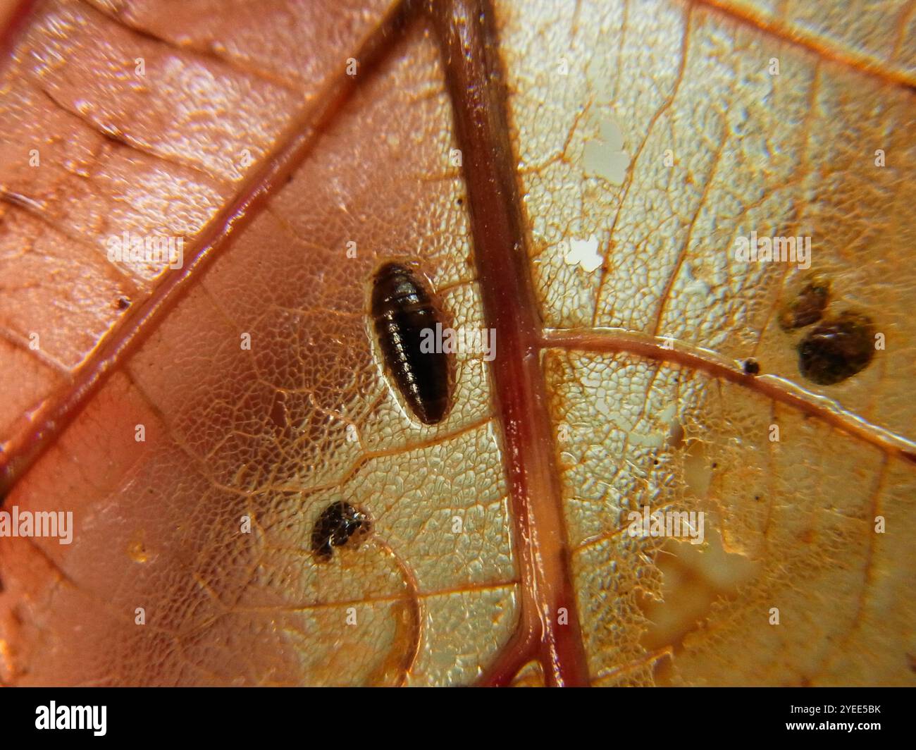 Marsh Beetles (Scirtidae Stock Photo - Alamy