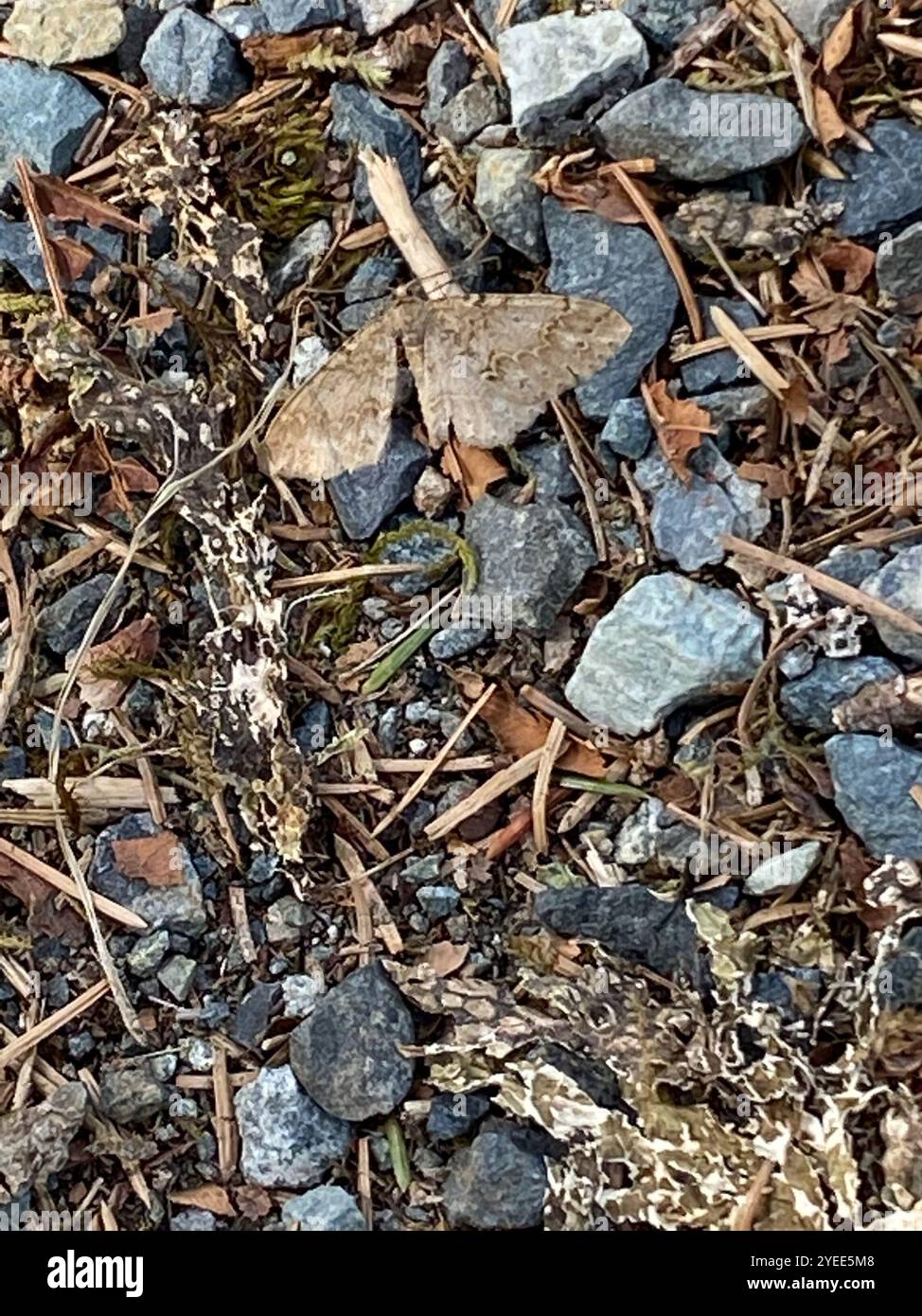 Imitata hi-res stock photography and images - Alamy