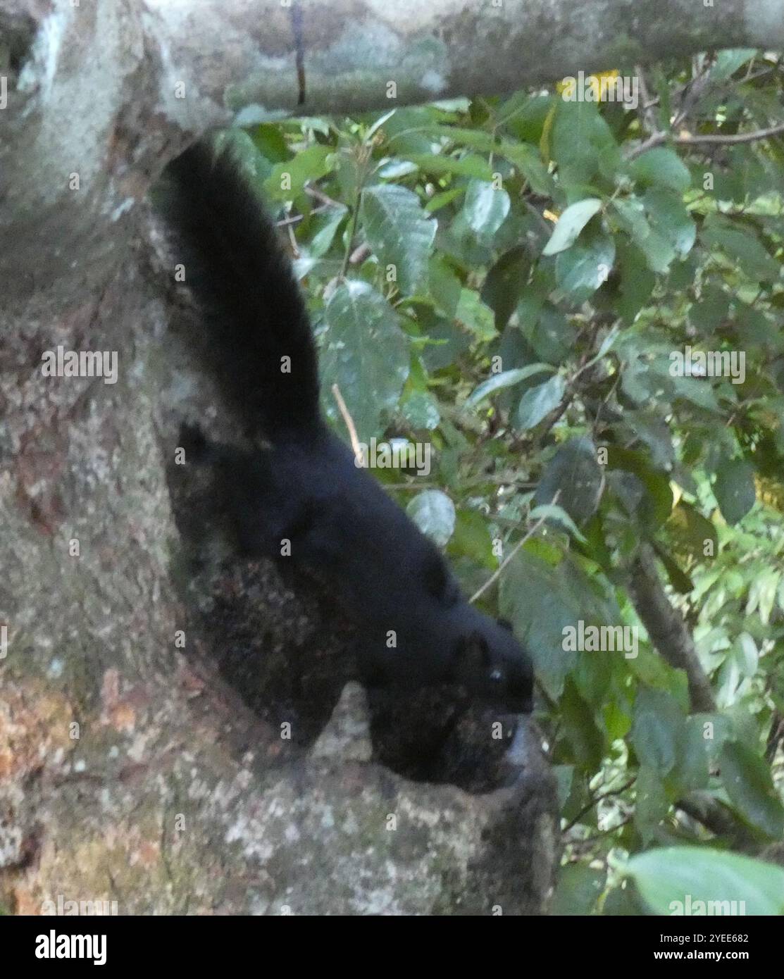Black Prevost's Squirrel (Callosciurus prevostii pluto Stock Photo - Alamy
