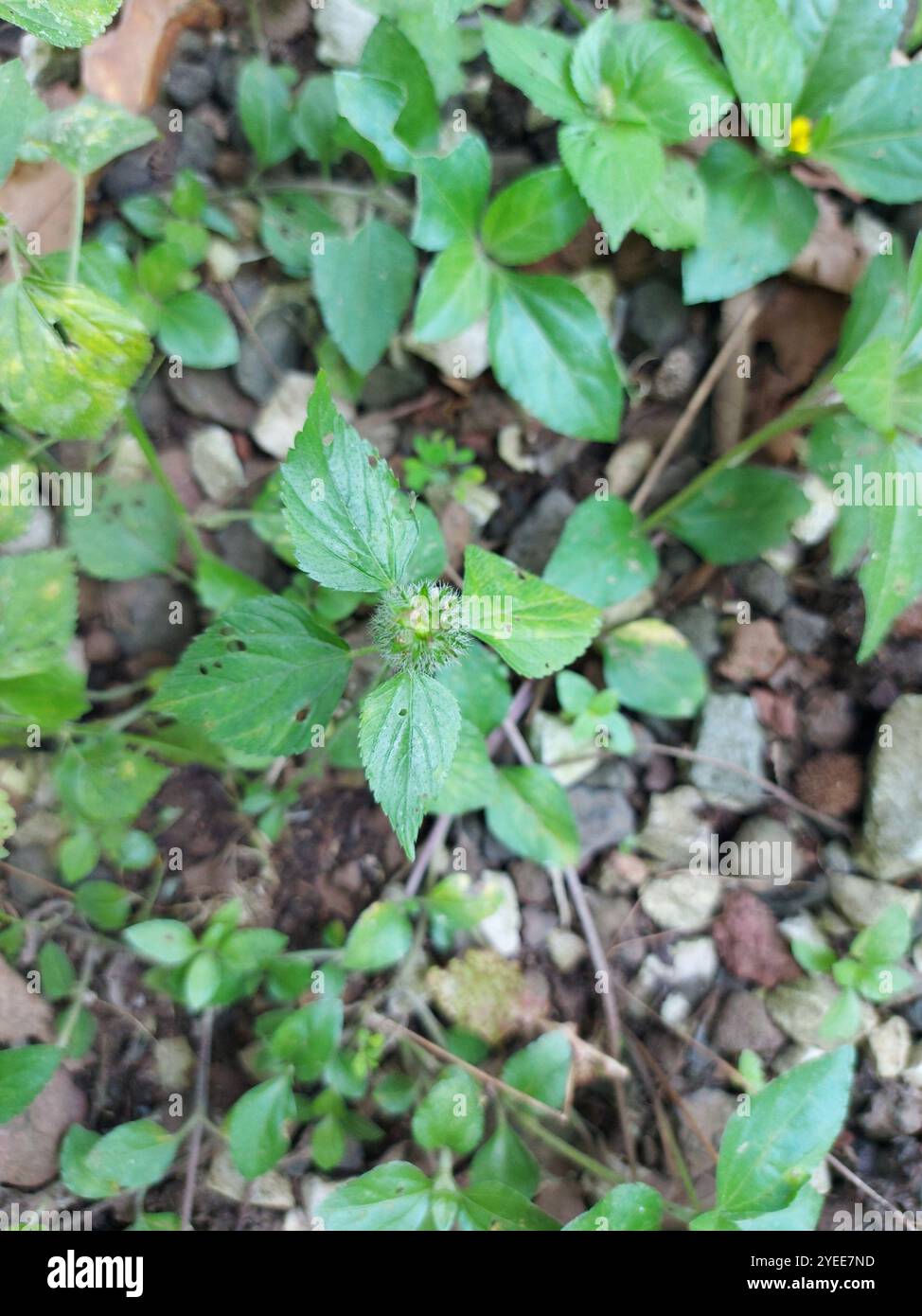three-seeded mercuries (Acalypha Stock Photo - Alamy