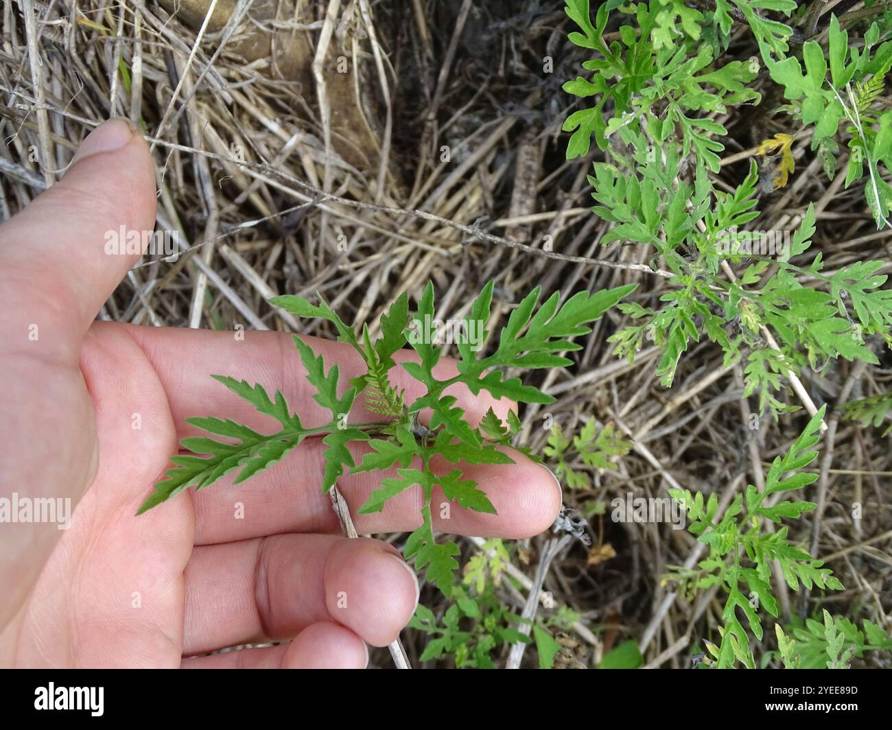 common ragweed (Ambrosia artemisiifolia Stock Photo - Alamy