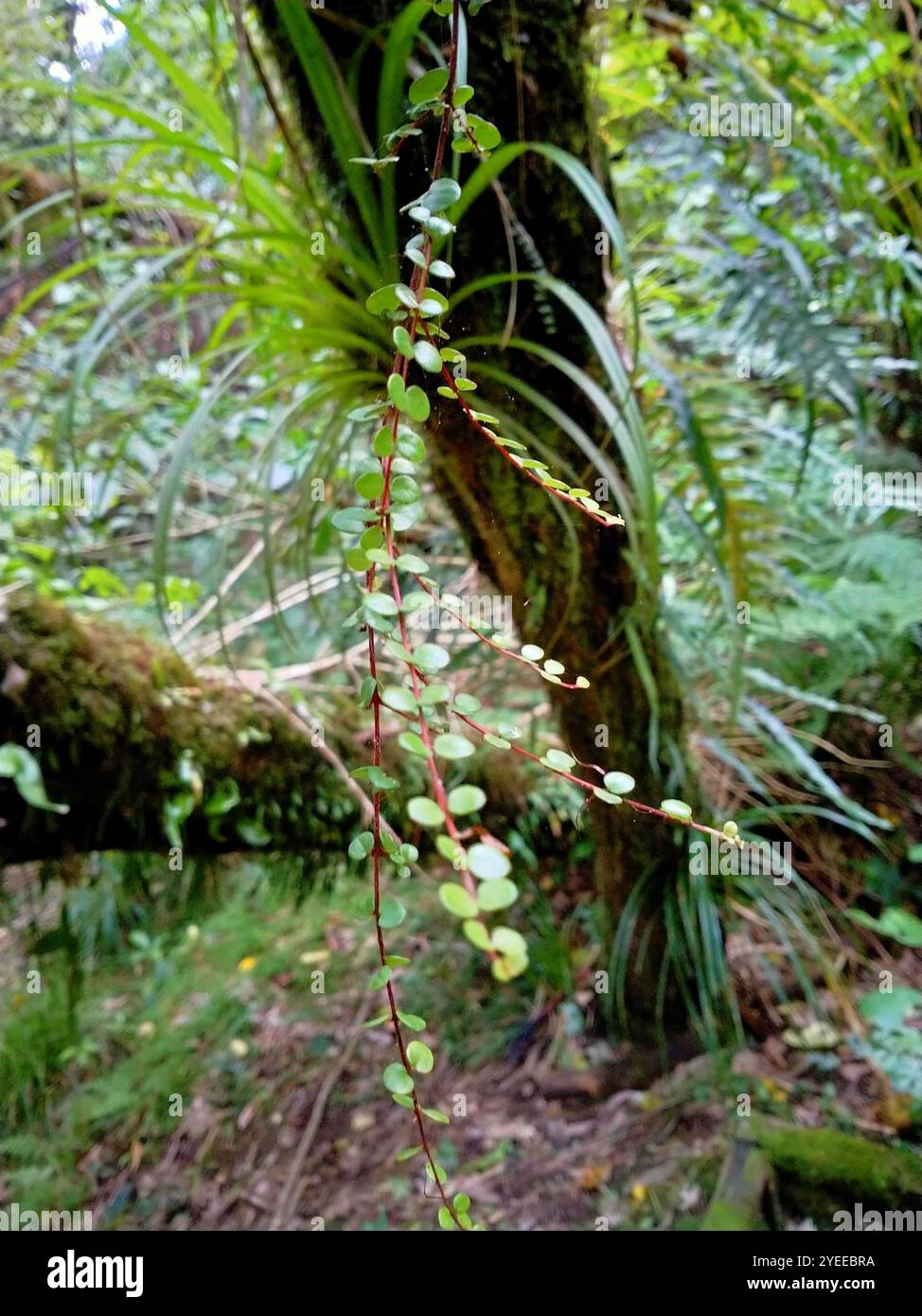 climbing rātā (Metrosideros perforata Stock Photo - Alamy