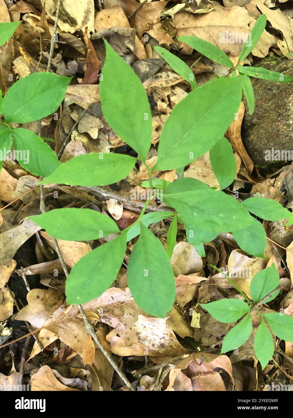 Arisaema dracontium hi-res stock photography and images - Alamy