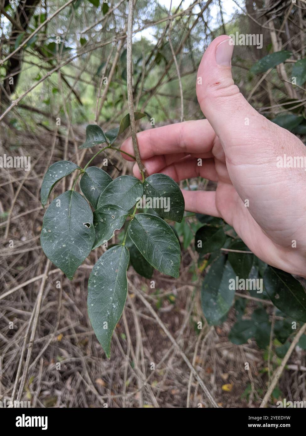 wonga vine (Pandorea pandorana) Stock Photo