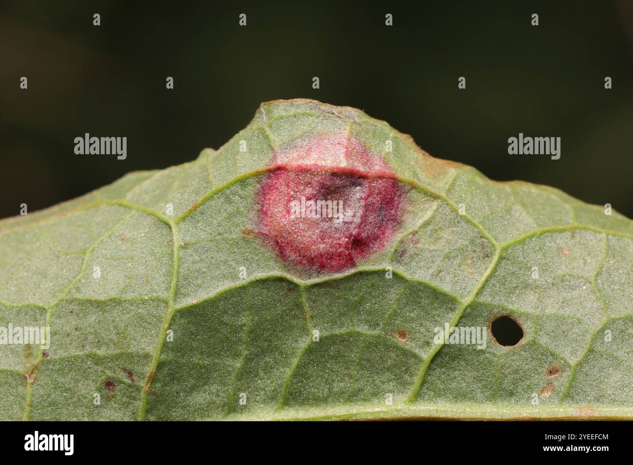 Water Reed Rust Identification reed rust (Puccinia phragmitis Stock Photo - Alamy