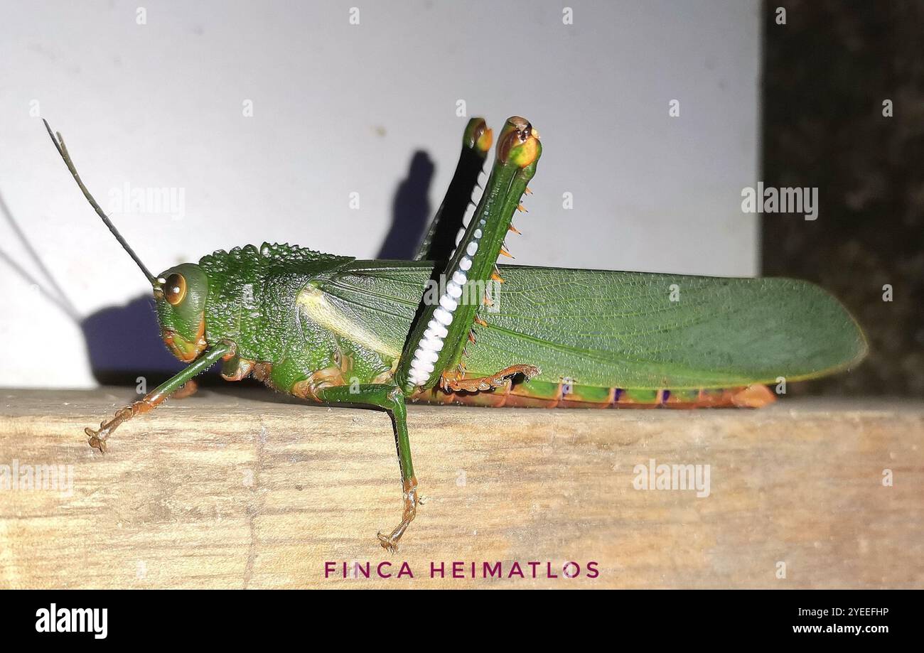 Titanacris Albipes Heuschrecke – Präpariertes Insekt Unter Glas In Schwarzem Holzrahmen
