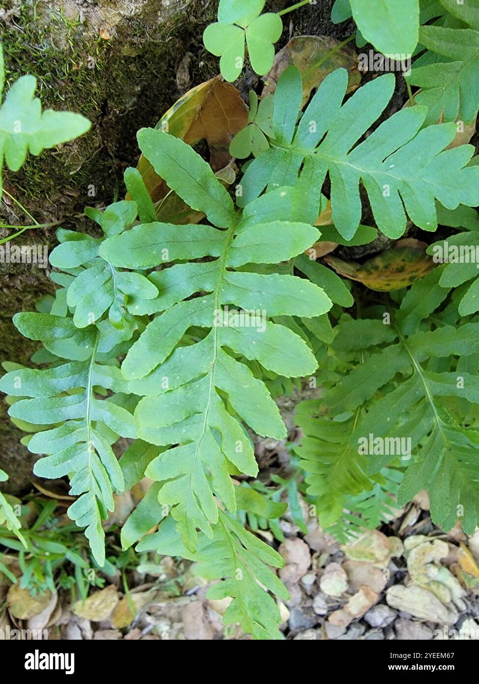 polypody ferns (Polypodium Stock Photo - Alamy