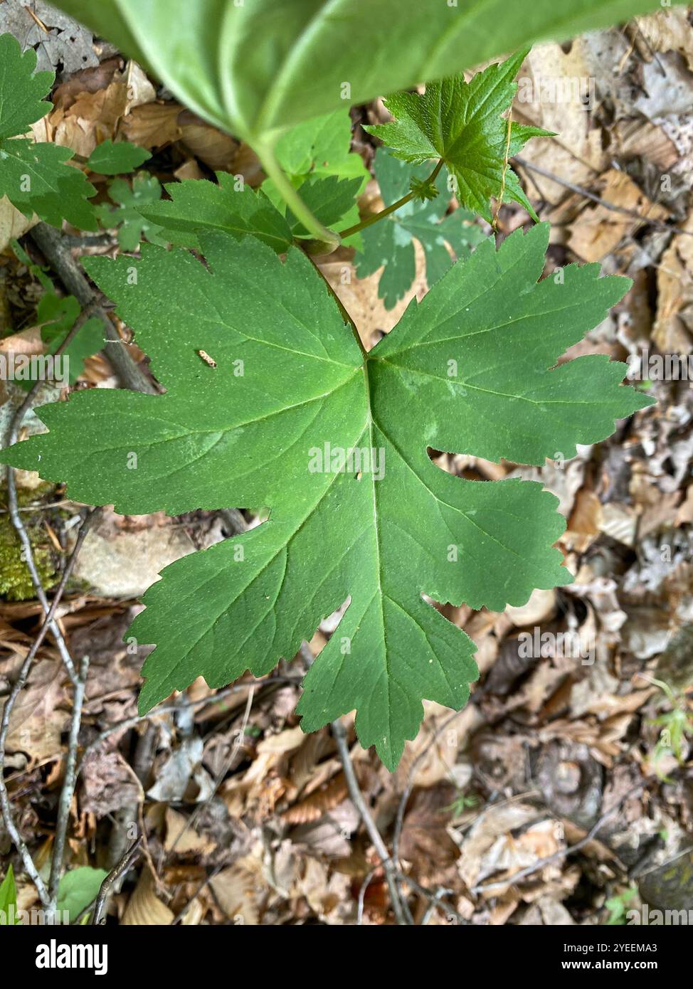 Hydrophyllum canadense hi-res stock photography and images - Alamy