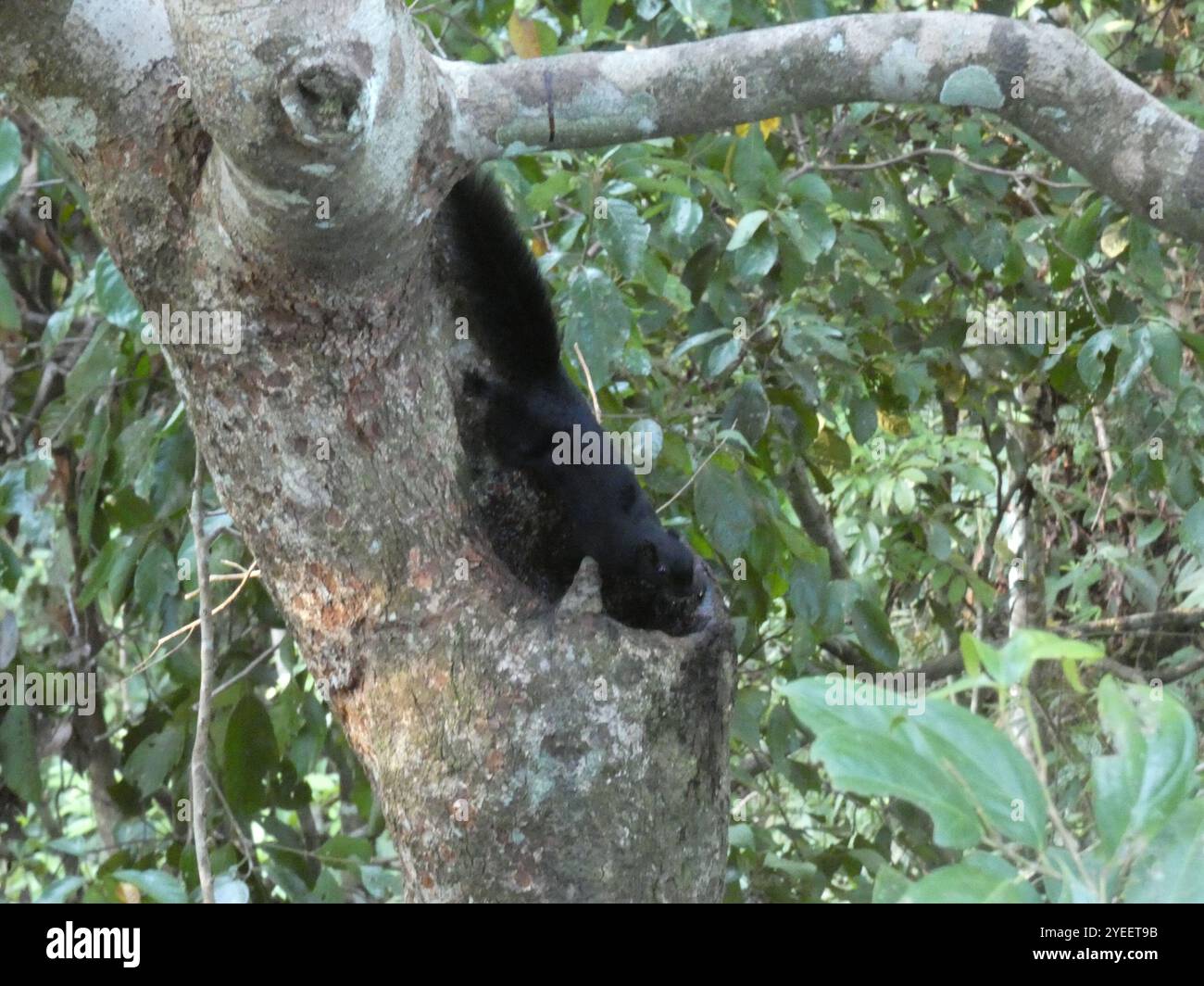Black Prevost's Squirrel (Callosciurus prevostii pluto Stock Photo - Alamy