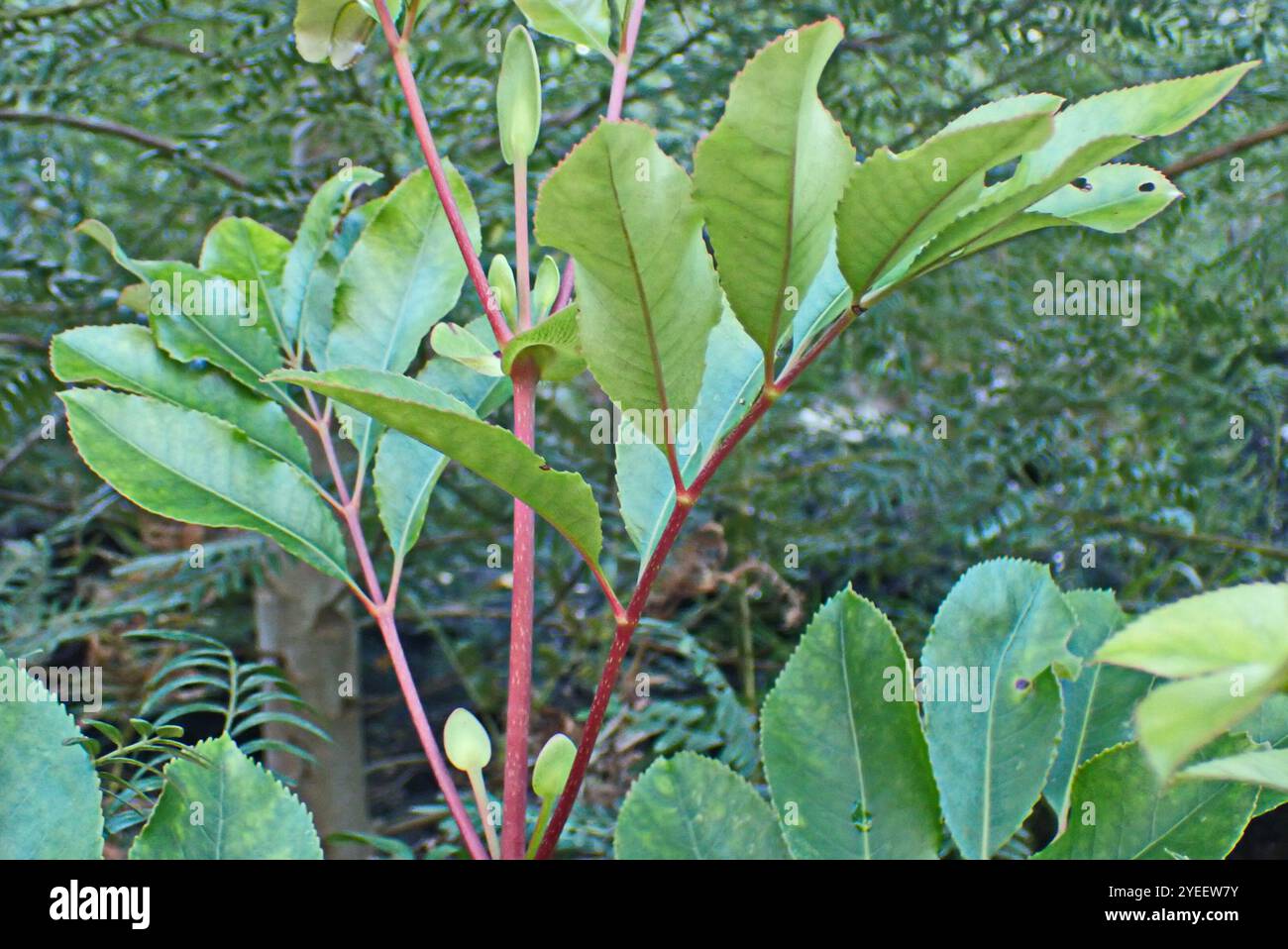 butterspoon tree (Cunonia capensis Stock Photo - Alamy