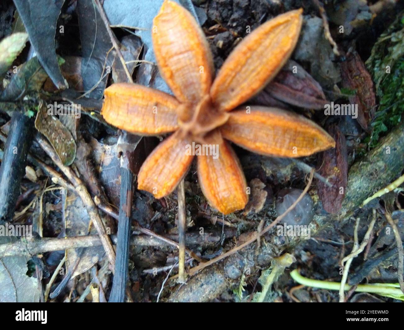 attorney trees (Clusia Stock Photo - Alamy