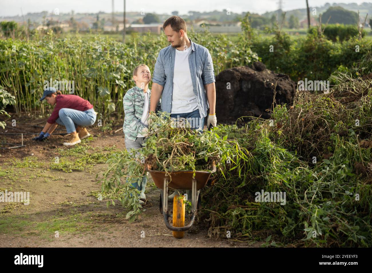 Young man and boy carrying weeds in wheelbarrow Stock Photo - Alamy