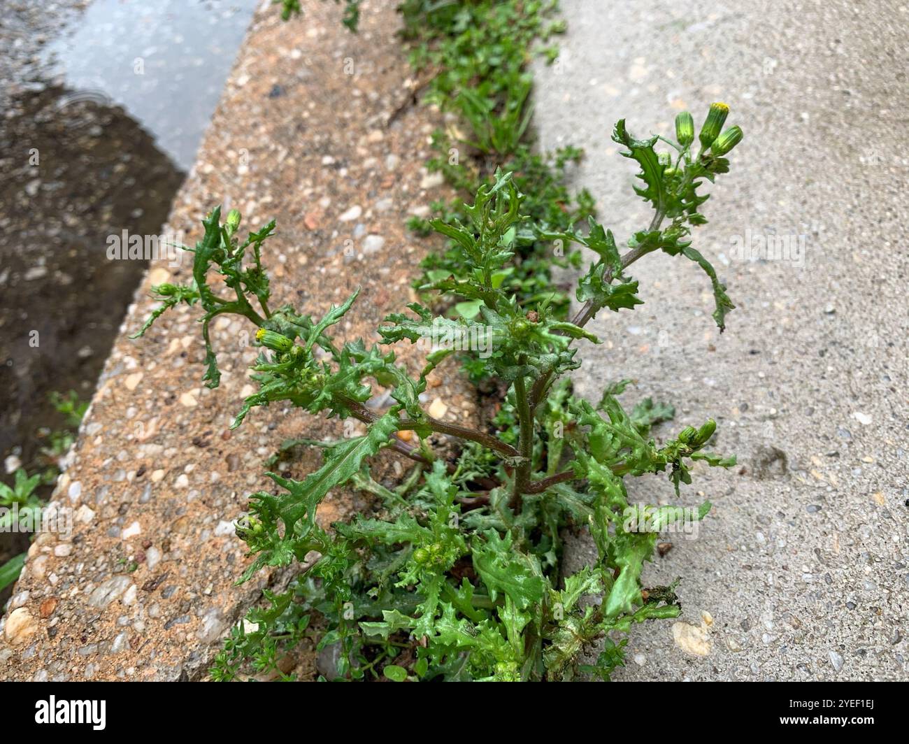 common groundsel (Senecio vulgaris Stock Photo - Alamy