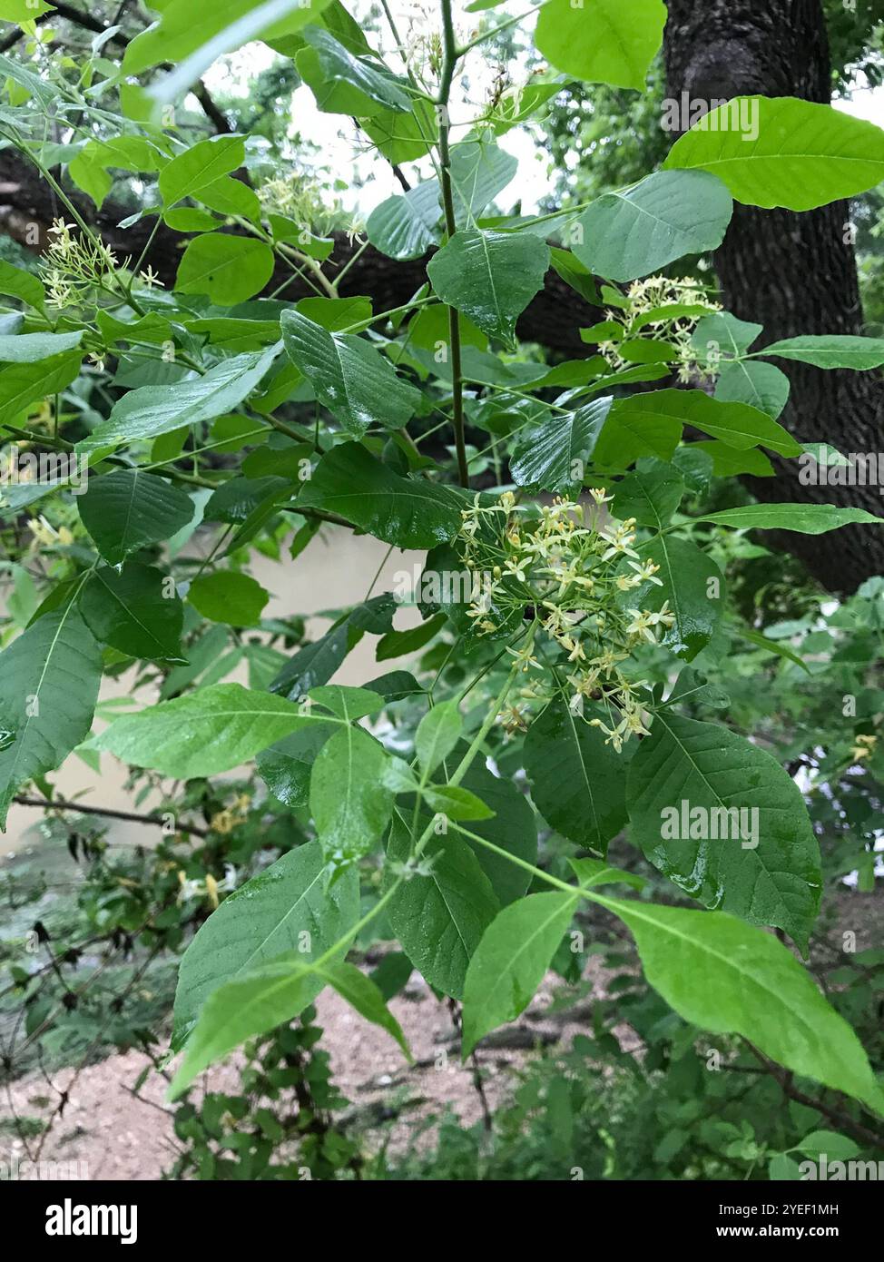 common hoptree (Ptelea trifoliata Stock Photo - Alamy