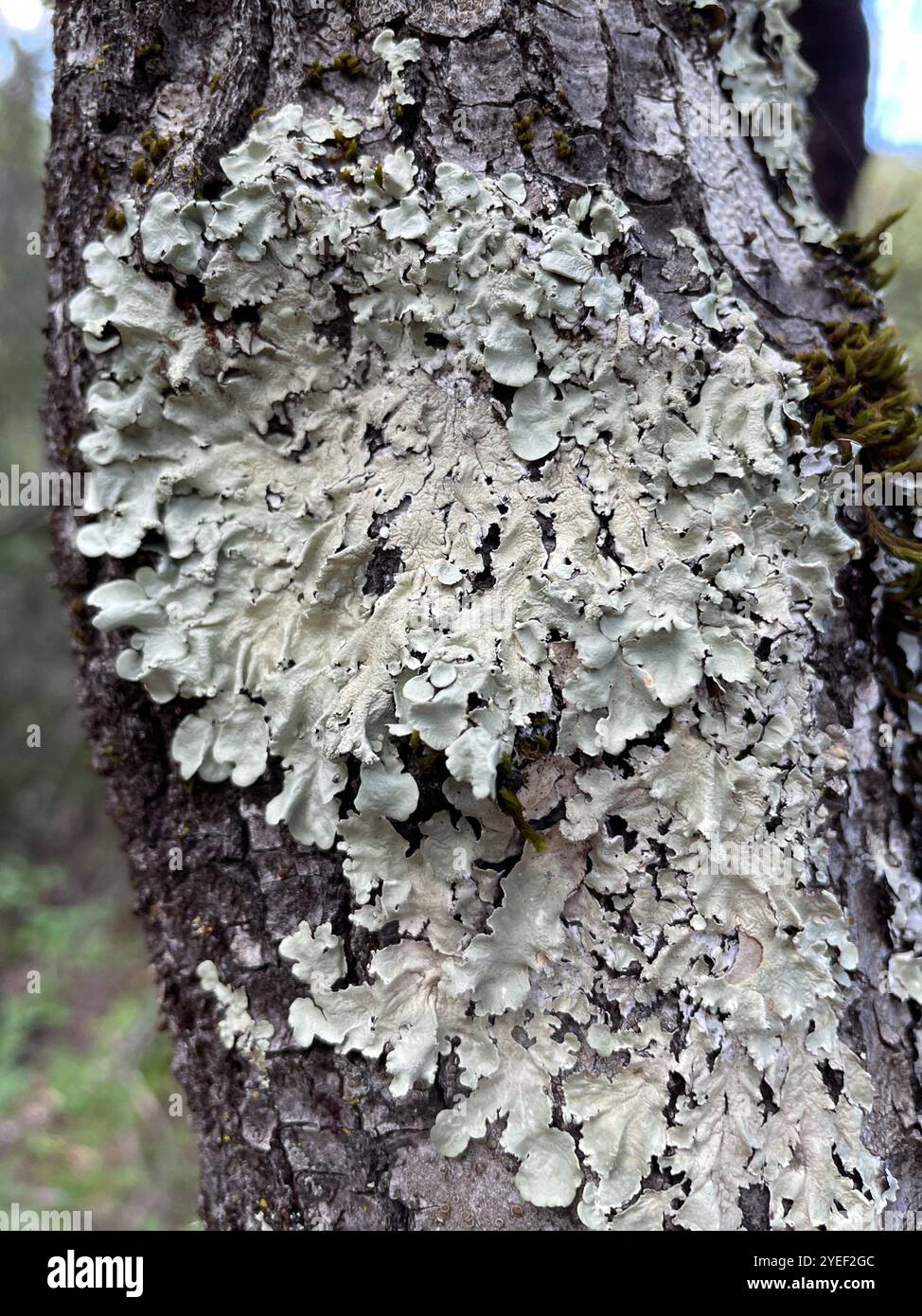 shield-lichens-and-allies-parmeliaceae-stock-photo-alamy