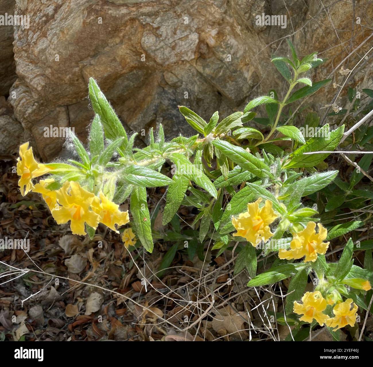 southern bush monkeyflower (Diplacus longiflorus Stock Photo - Alamy