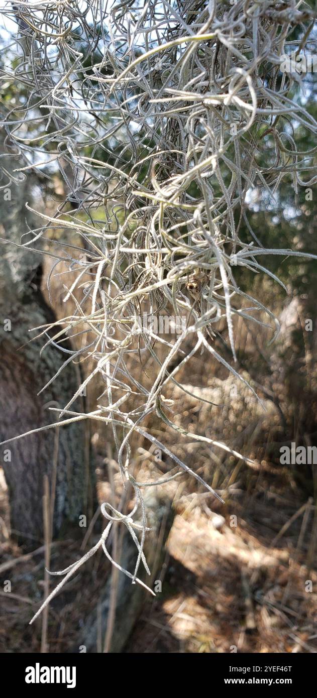 Spanish moss (Tillandsia usneoides Stock Photo - Alamy