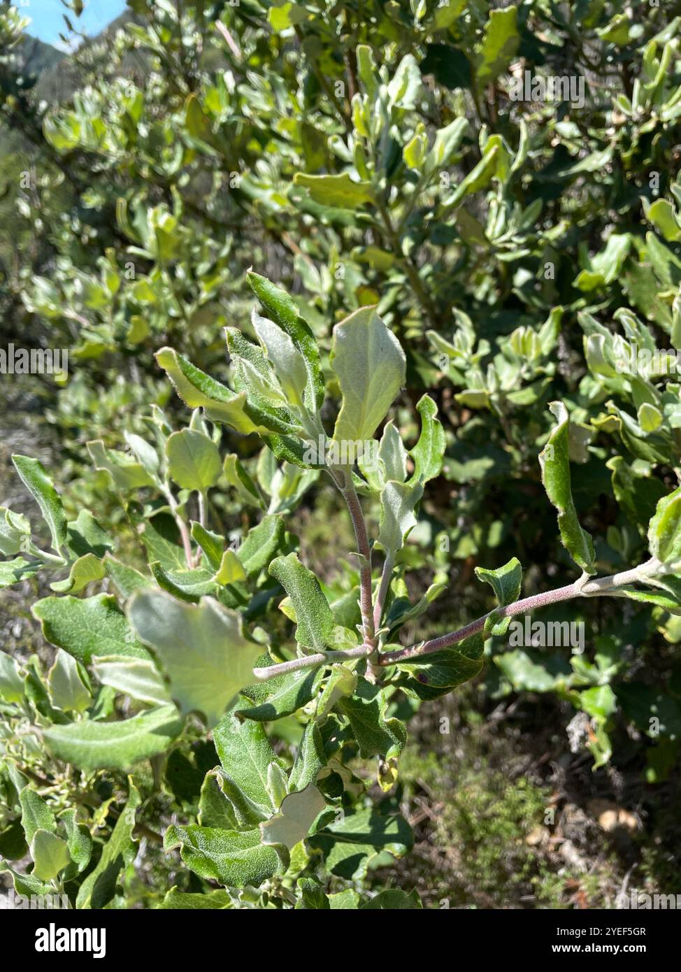 Coast silk tassel (Garrya elliptica) Stock Photo