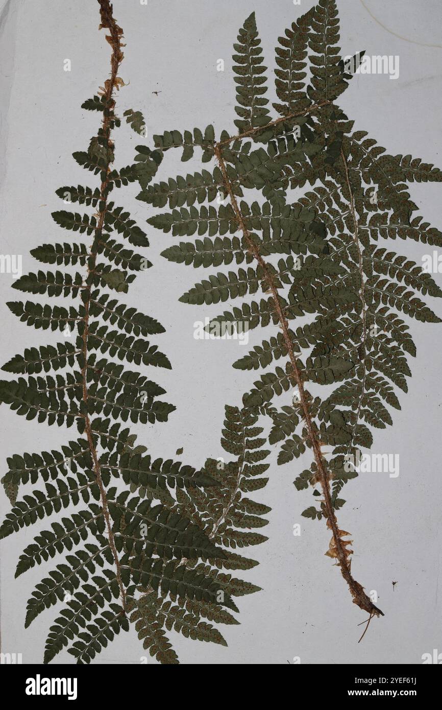 Braun's holly fern (Polystichum braunii Stock Photo - Alamy