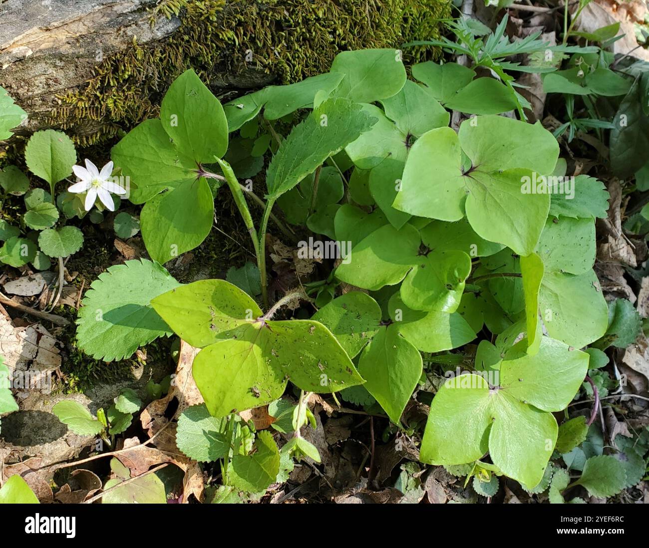 Sharp lobed hepatica hi-res stock photography and images - Alamy