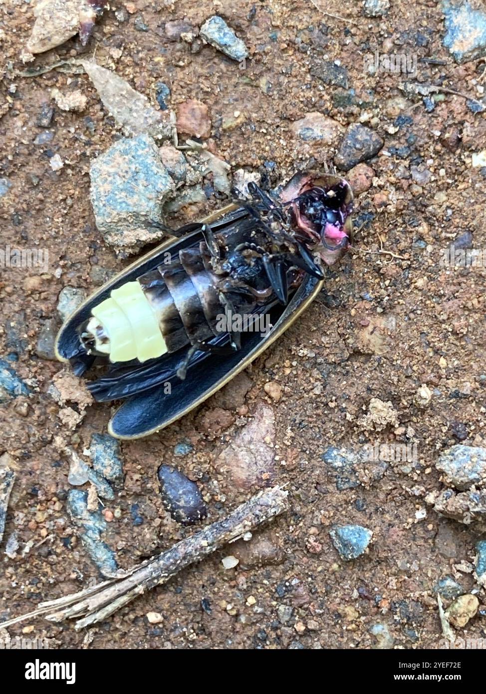 Spring Tree-Top Flasher (Pyractomena borealis Stock Photo - Alamy
