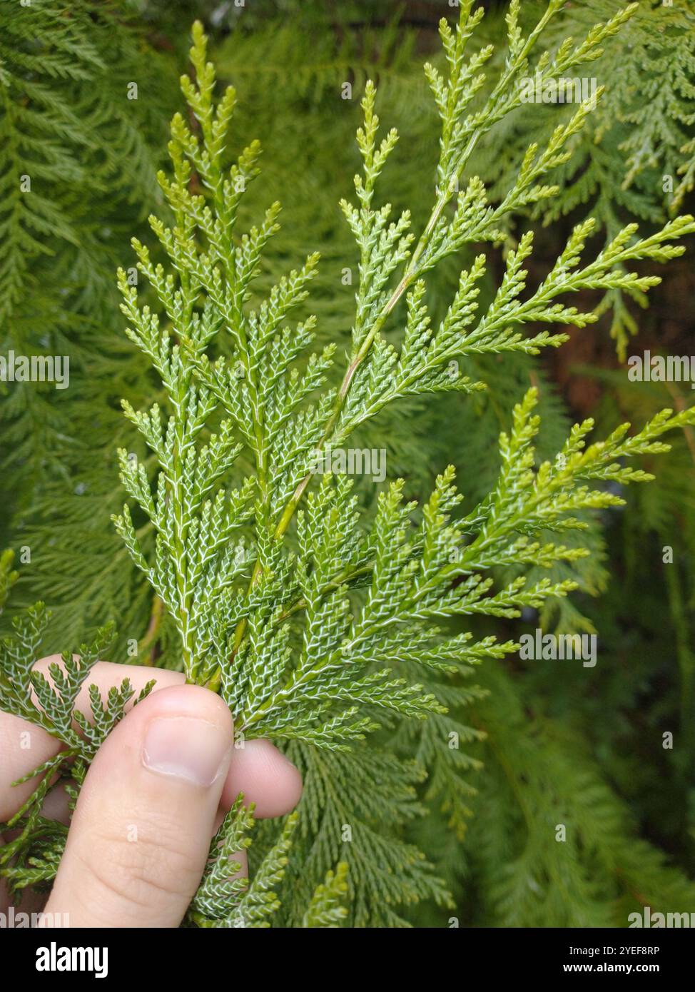 lawson-s-cypress-chamaecyparis-lawsoniana-stock-photo-alamy