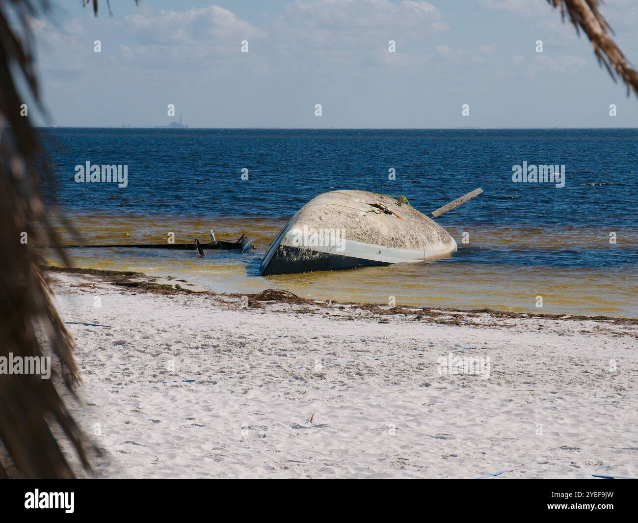 Framed by Palm Fronds Sailboat turned upside down on beach. After storm surge from Hurricane Helene. North Shore Park in St. Petersburg, Florida. View Stock Photo