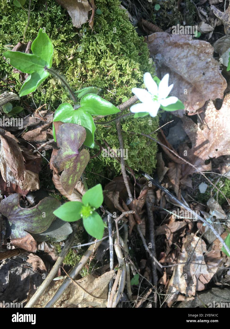 sharp-lobed hepatica (Hepatica acutiloba Stock Photo - Alamy