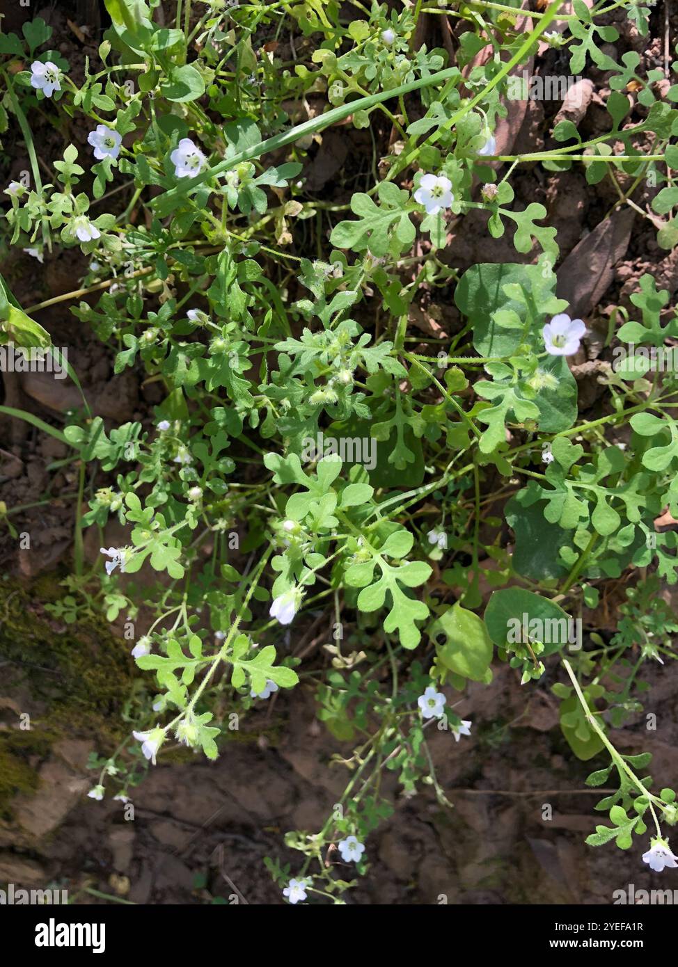 White nemophila (Nemophila heterophylla) Stock Photo