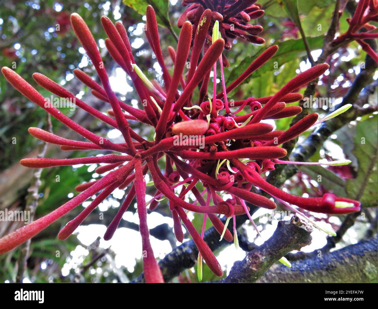 Knightia Tree Knightia hi-res stock photography and images - Alamy