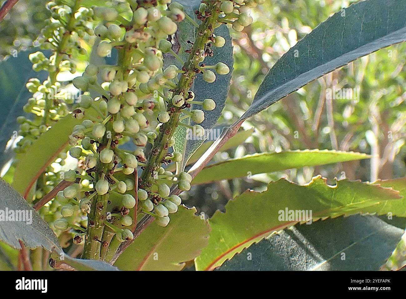 Butterspoon tree cunonia capensis hi-res stock photography and images ...