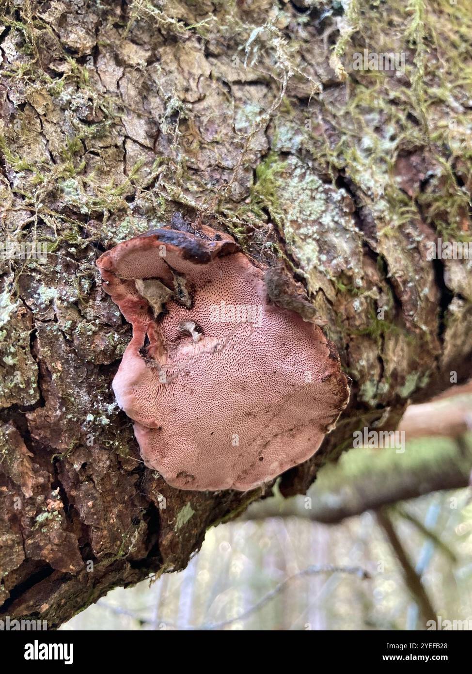 Rosy Conk (Fomitopsis cajanderi Stock Photo - Alamy
