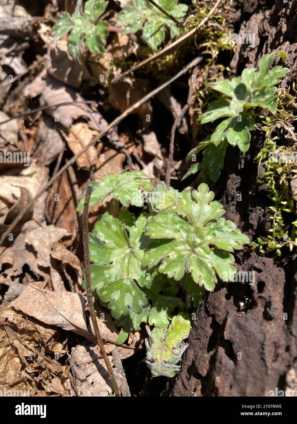 Hydrophyllum canadense hi-res stock photography and images - Alamy
