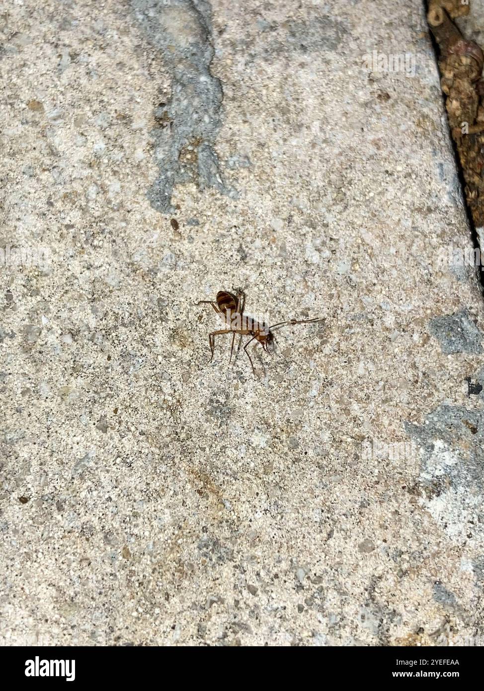 Caribbean Banded Carpenter Ant (Camponotus zonatus Stock Photo - Alamy