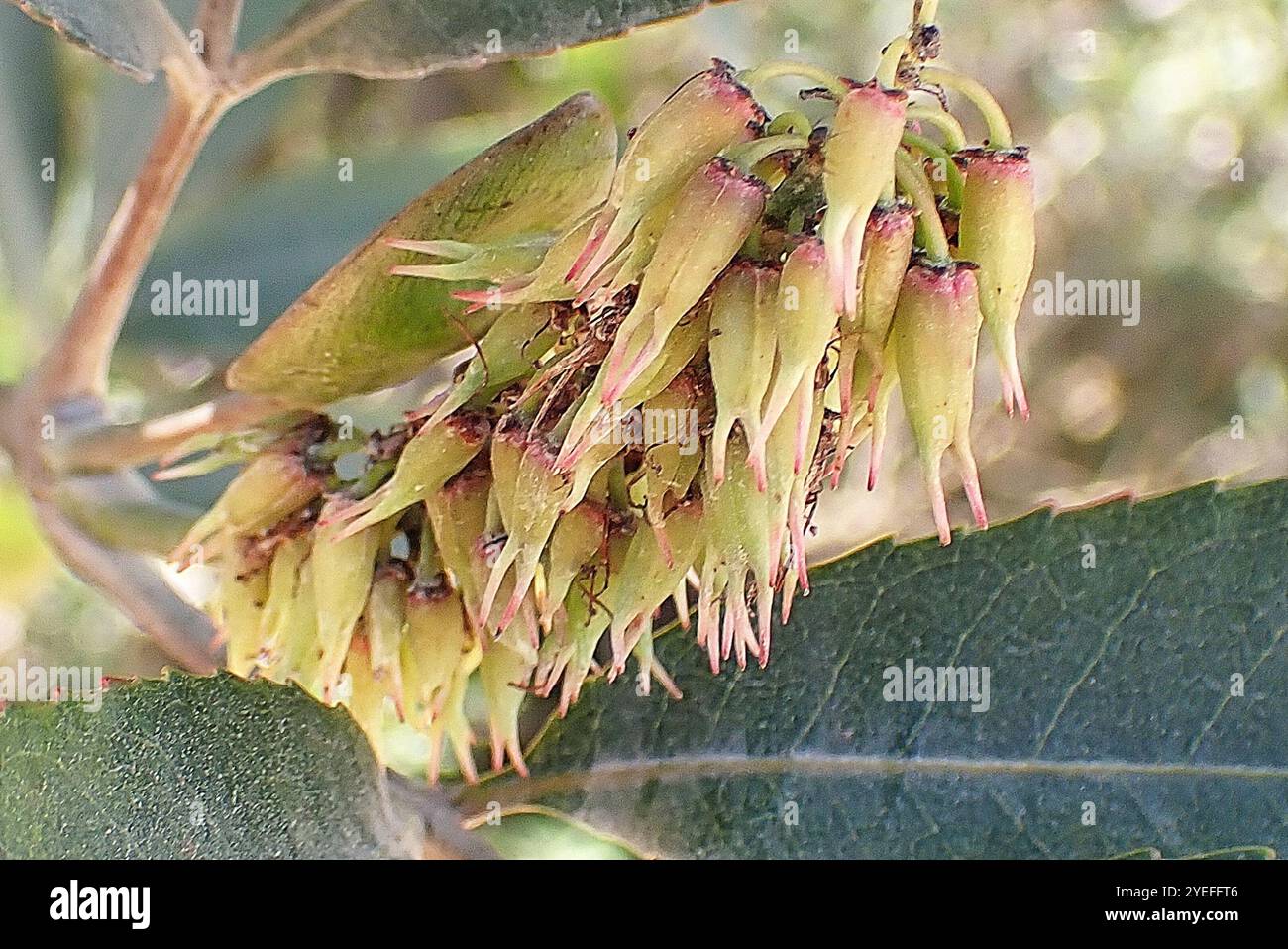 butterspoon tree (Cunonia capensis Stock Photo - Alamy