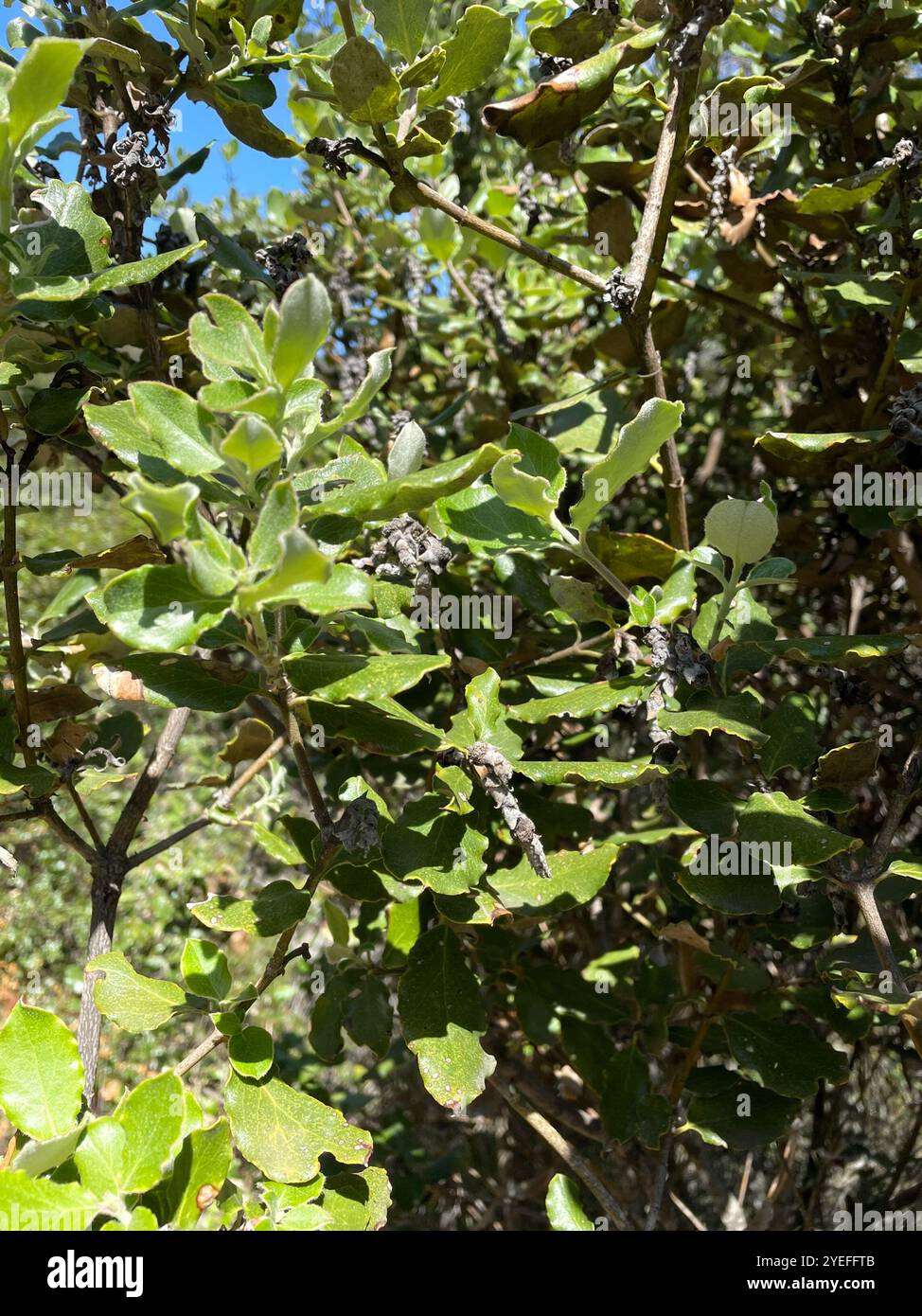 Coast silk tassel (Garrya elliptica) Stock Photo