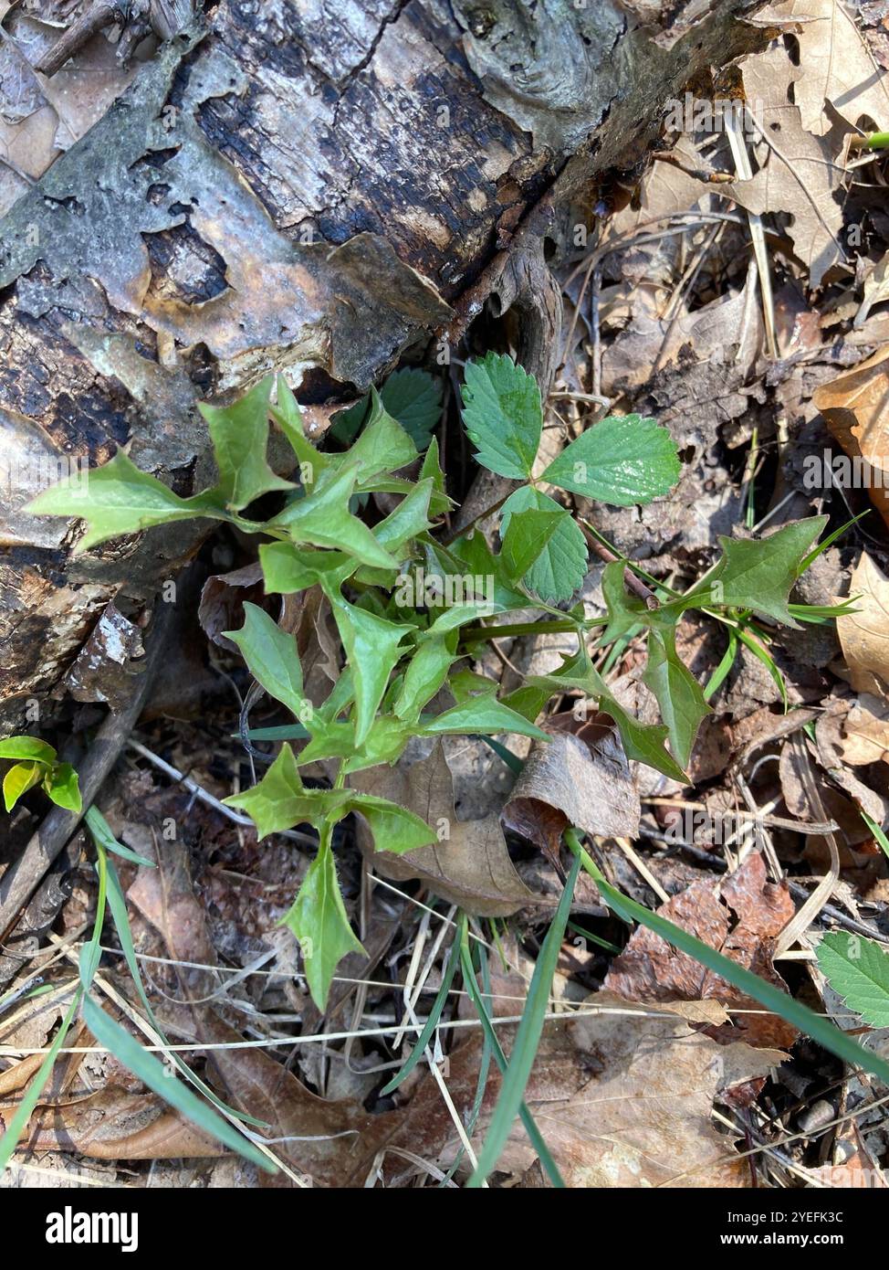 white rattlesnake root (Nabalus albus Stock Photo - Alamy