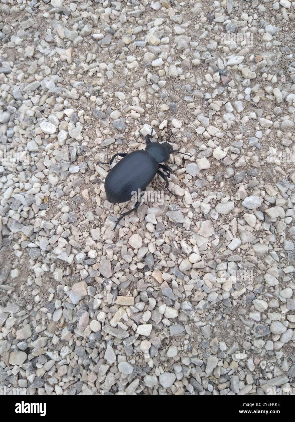 Desert Stink Beetles (Eleodes Stock Photo - Alamy
