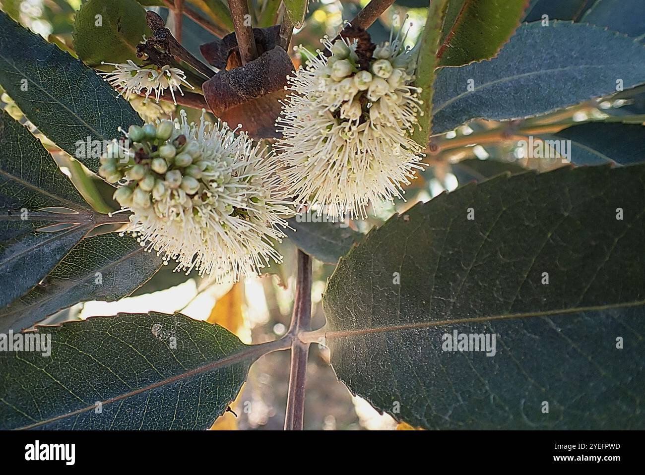 Cunonia capensis hi-res stock photography and images - Alamy