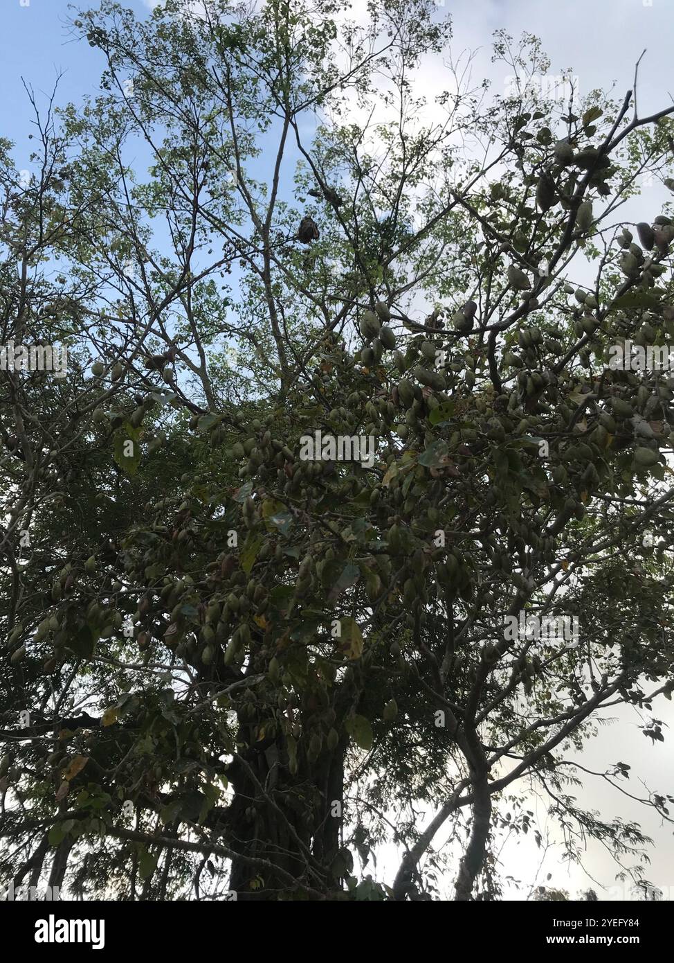 Beech Tree India Indian beech tree (Millettia pinnata Stock Photo - Alamy