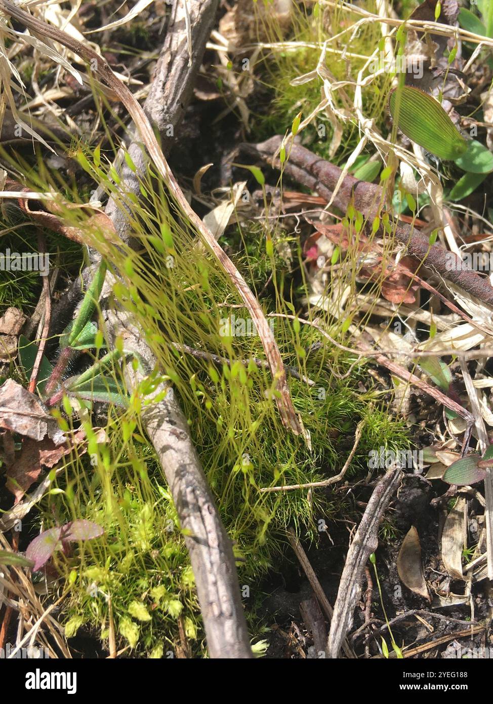Funaria hygrometrica hi-res stock photography and images - Alamy