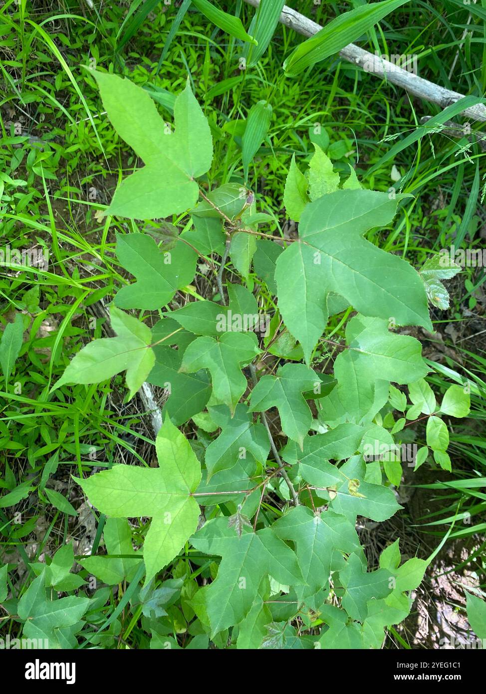 Chinese Sweetgum (Liquidambar formosana) Stock Photo