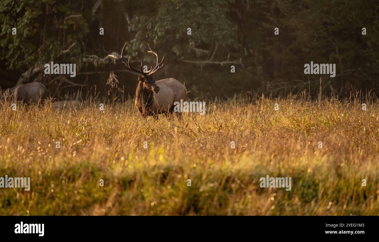 Large Bull Elk Keeps An Eye On A Competitor During The Rut in ...