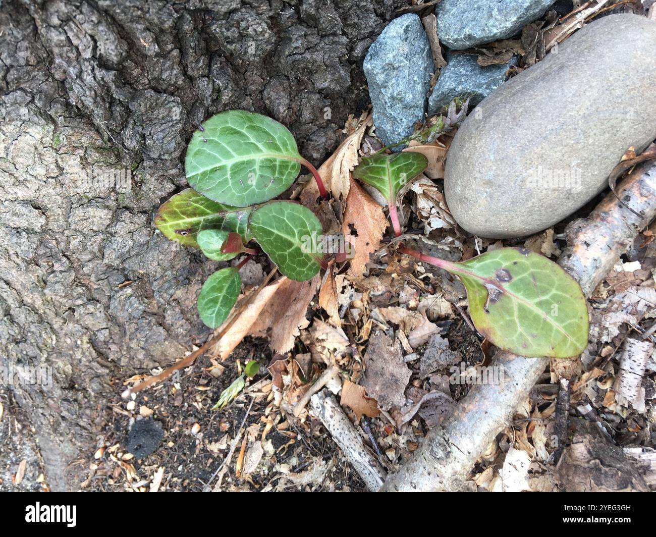 American wintergreen (Pyrola americana Stock Photo - Alamy
