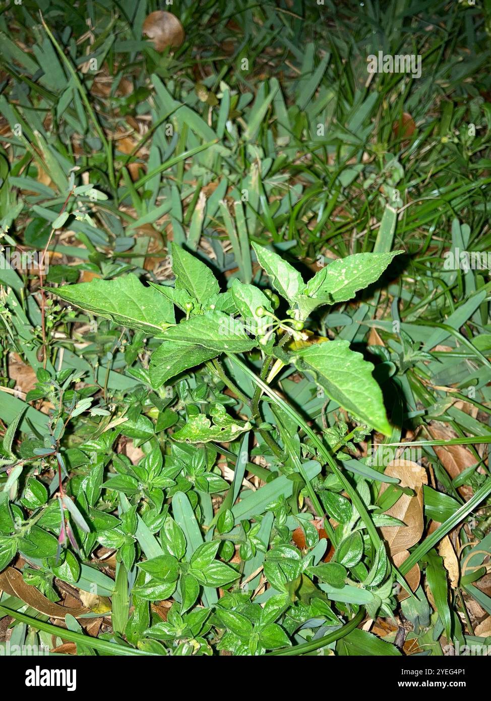 American black nightshade (Solanum americanum Stock Photo - Alamy