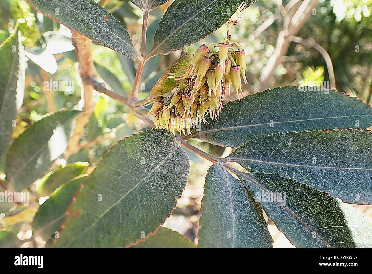 Cunonia capensis hi-res stock photography and images - Alamy